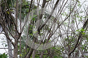 Tropical thickets on the island of Fiji in the early morning