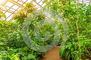 Tropical thickets of plants in a humid greenhouse
