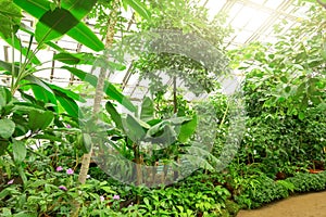 Tropical thickets of plants in a humid greenhouse