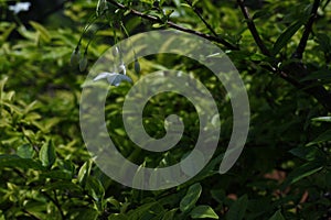 Tropical Tiny Flower Bloom Soft Daylight Natural Background Concept