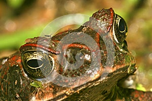 Tropical Toad, Amazon Rainforest, Napo River Basin
