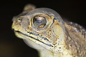 Tropical toad close up