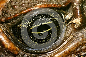Tropical Toad Eye, Amazonia
