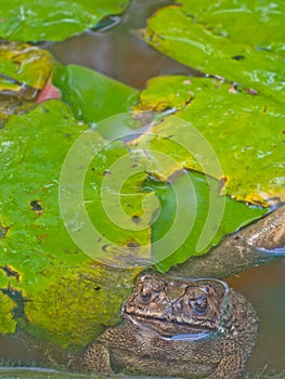 Tropical toad or frog