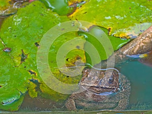Tropical toad or frog