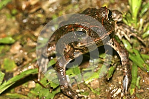 Tropical Toad, Napo River Basin, Amazonia, Ecuador, America photo