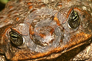 Tropical Toad, Napo River Basin, Amazonia, Ecuador photo