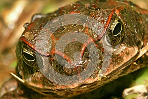 Tropical Toad in the Rainforest at Napo River Basin, Amazon rainforest, Amazonia