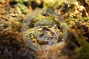 The tropical toad with the stones