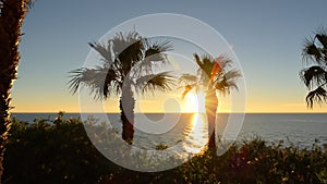 Tropical Tranquility: Palm Trees by the Ocean at Sunset