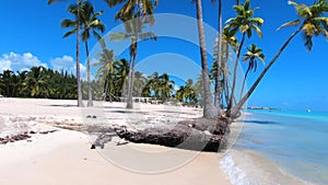 Tropical travel beach paradise. Palms Caribbean sea coastline.