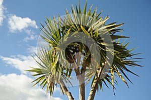 Tropical tree