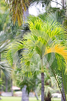 Tropical tree.