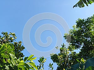 tropical tree against the background of blue sky on a sunny morning