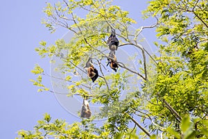 Tropical tree with animals