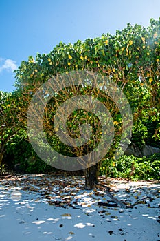 Tropical tree on the beach photo