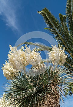 Tropical tree in bloom in the spring with a Palm tree