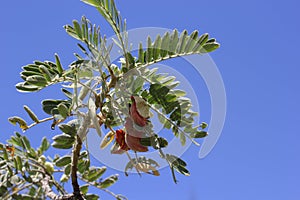 Tropical Tree on Blue