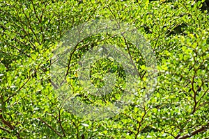 Tropical tree branch and green leaf