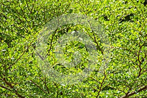 Tropical tree branch and green leaf