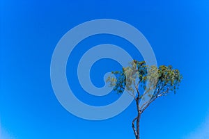 A tropical tree on a bright blue sky background, the possibility of using for a wallpaper on your desktop.