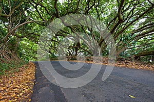 Tropical tree canopy over road