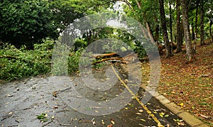 Tropical tree fallen down after heavy storm