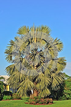 Tropical, tree with enormous, rigid leaves,