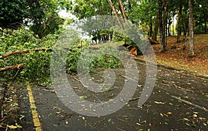 Tropical tree fallen down after heavy storm