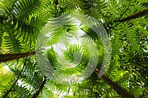 Tropical tree ferns