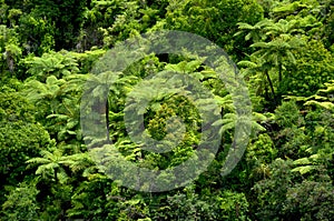 Tropical Tree Ferns