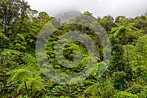 Tropical tree ferns in the Martinique rainforest photo