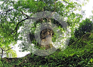 A tropical tree with ferns & roots