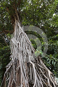 Tropical tree - Ficus elastica