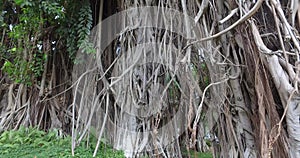 Tropical tree - Ficus elastica