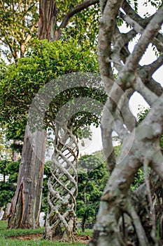 Tropical tree of the ficus microcarpa family with an unusually twisted trunk