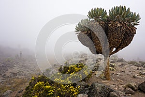 Tropical tree and flowers covered with fog on the way to Mount Kilimanjaro in Tanzania (Africa)