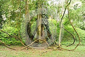 Tropical tree on the forest of Quirigua