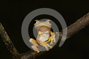 Tropical Tree Frog