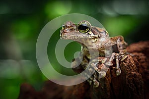 Tree frog Amazon rain forest, tropical exotic treefrog Osteocephalus taurinus