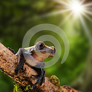 Tropical tree frog basking in the sun, Dendropsophus manonegra photo