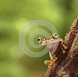 Tropical tree frog Peru Amazon rain forest photo