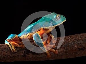 Tropical tree frog climbing