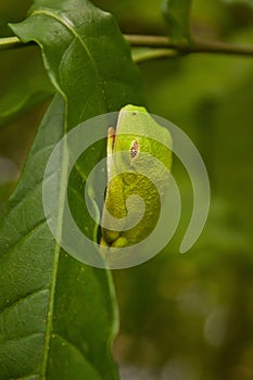 Tropical tree frog in Costarica sleeping on the leaf photo