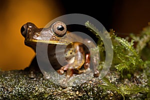 Tropical tree frog