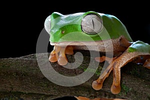 tropical tree frog jungle green amphibian big eyes