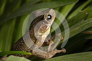 Tropical tree frog Osteocephalus taurinus