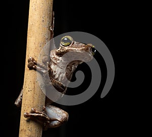 Tropical tree frog Osteocephalus taurinus