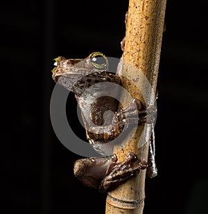 Tropical tree frog, Osteocephalus taurinus