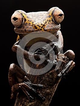 Tropical tree frog portrait